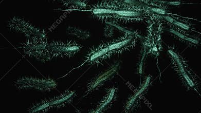 A 3-D animation of Bacteria swimming in dirty water.