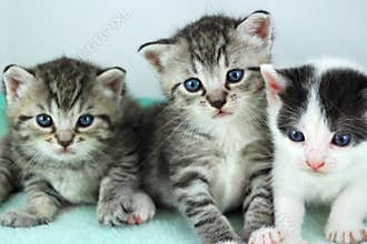 Three kittens
