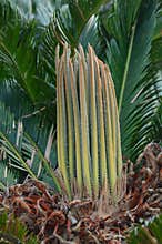 Cycas revoluta detail of spring foliation. Vertical new leaves