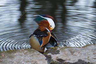 Mandarin duck sitting on the shore of the lake and cleaning itself