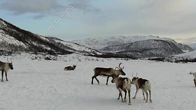 Aerial view of of reindeers in Tromso region, Northern Norway, Arctic