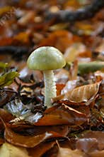 Death cap Amanita phalloides on leaf litter