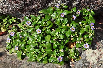 Socotran Violet endemic of Socotra Island