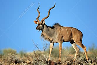 Kudu antelope