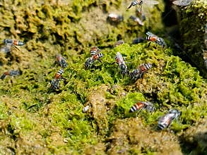 Honey bee drinking water or honey bees drinking water on moss in river stone on moss, honey bee drinking water on moss in summer