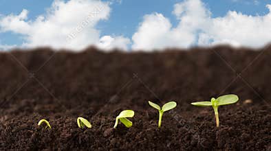 Growing Plant Sequence