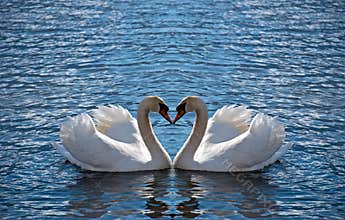 Swan heart
