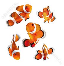 Clown fish or anemone fish isolated on white backg