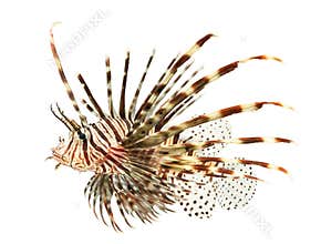 Marine fish, lion fish isolated on white backgroun