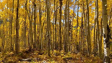 Autumn Aspen trees with leaves falling in a forest