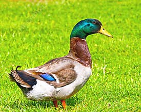 Posing Mallard Male