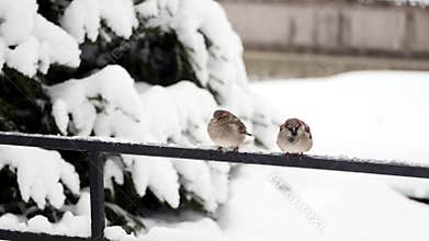 Fir tree and couple of funny fluffy sparrows