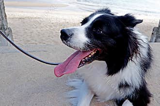 Black and white mammal animal dog border collie, walking near the beach
