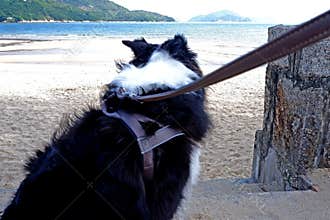 Black and white mammal animal dog border collie, walking near the beach