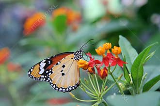 Butterfly on flower.