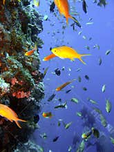 Coral reef fish