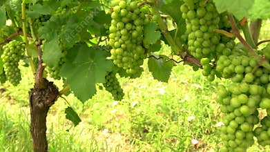 Bunches of grapes on grapevines growing in a Rhine Valley vineyard, Germany