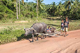 Filipino children transporting firewood with a buffalo
