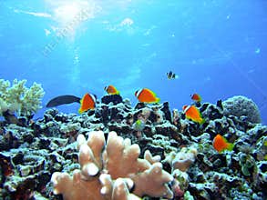 Coral reef fish