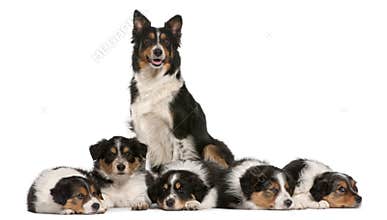 Female Border Collie, 3 years old