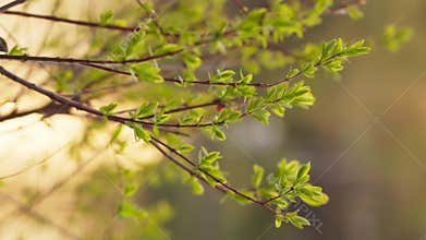 Cinematic shot of green plants at golden hour sunset