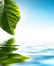 Leaf water