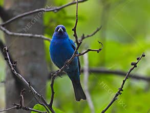 Vibrant Indigo Bunting Bluebird Bird Perched on Small Bare Tree Branch Looking Forward