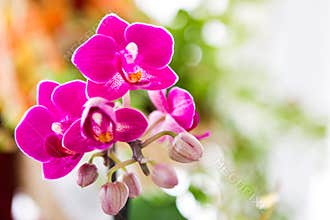 Pink orchid flower