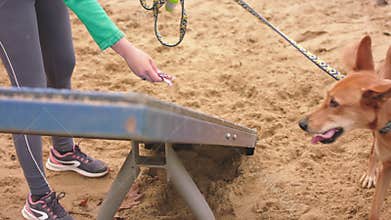 Young woman dog trainer teaching mixed chart dog to climb an obsticle