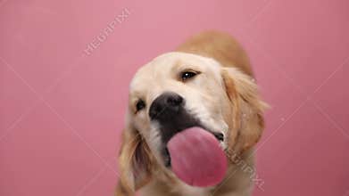 Adorable young golden retriever in studio