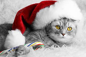 Christmas cat