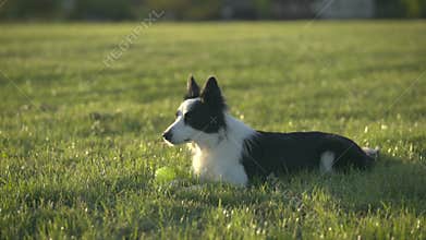 Exercise Recovery, Dog training - Border Collie