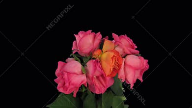 Time-lapse of dying red roses bouquet with ALPHA channel, time-reverse