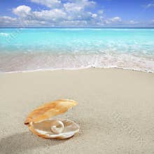 Caribbean pearl on shell white sand beach tropical