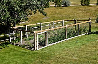 Summer garden with deer fence surrounding the perimeter