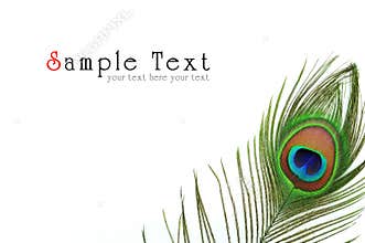 Detail of peacock feather eye