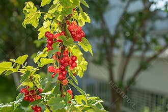 A bunch of red currants in the sun, a farm harvest of berries. Redcurrant in nature copy space