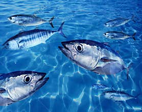 Bluefin tuna fish school underwater