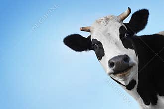 Cow
