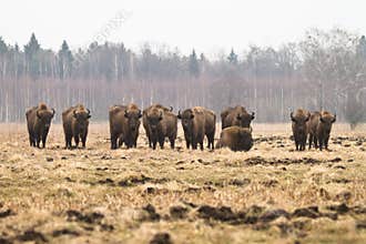 Bisons