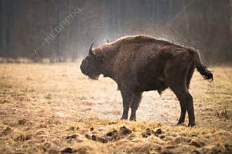 Bison