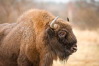 European Bison