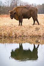 Bison