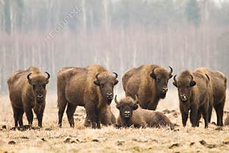 Bisons
