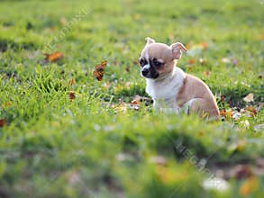 Dog puppy watches a butterfly