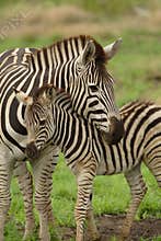 Young zebra with mum
