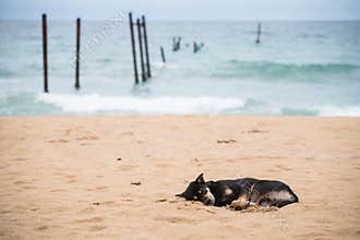 dog sleep on beach