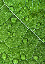 Closeup leaf