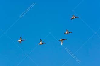 A Flock of Ducks and Blue Sky