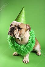 English Bulldog wearing lei.